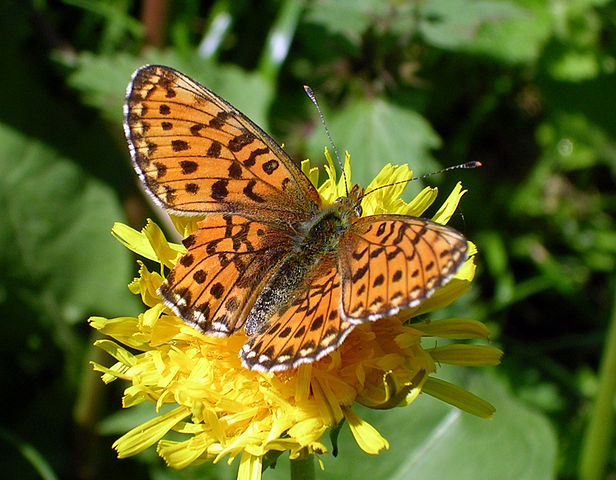 Bộ sưu tập cánh vẩy 4 - Page 50 616px-Boloria_euphrosyne_%282%29_200506