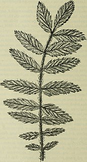 <i>Polylepis multijuga</i> Species of plant