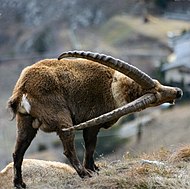 Alpine ibex in Aussois, Savoie