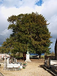 Bourneville-FR-27-Taxus s.-01.jpg