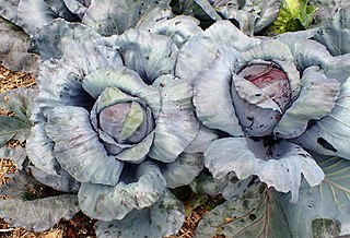 Der Rotkohl, seltener Blaukohl