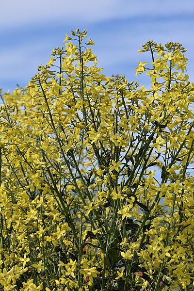 File:Brassica oleracea var. sabellica 'Midnight Sun' kz01.jpg