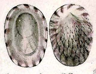<i>Broderipia iridescens</i> Species of gastropod