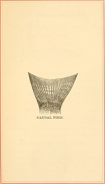 File:Brook trout fishing; an account of a trip of the Oquossoc Angling Association to northern Maine in June, 1869 (1869) (20410596532).jpg