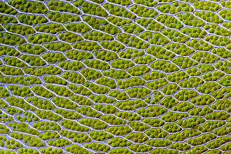 Chloroplasts within the cells of the leaves of the moss Bryum capillare Bryum capillare leaf cells.jpg