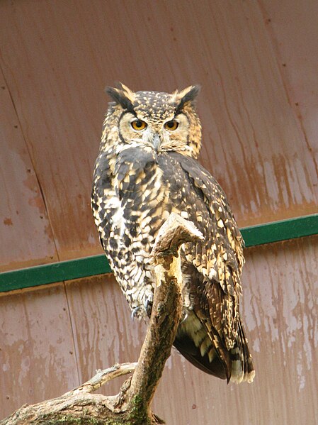 File:Bubo capensis mackenderi.jpg