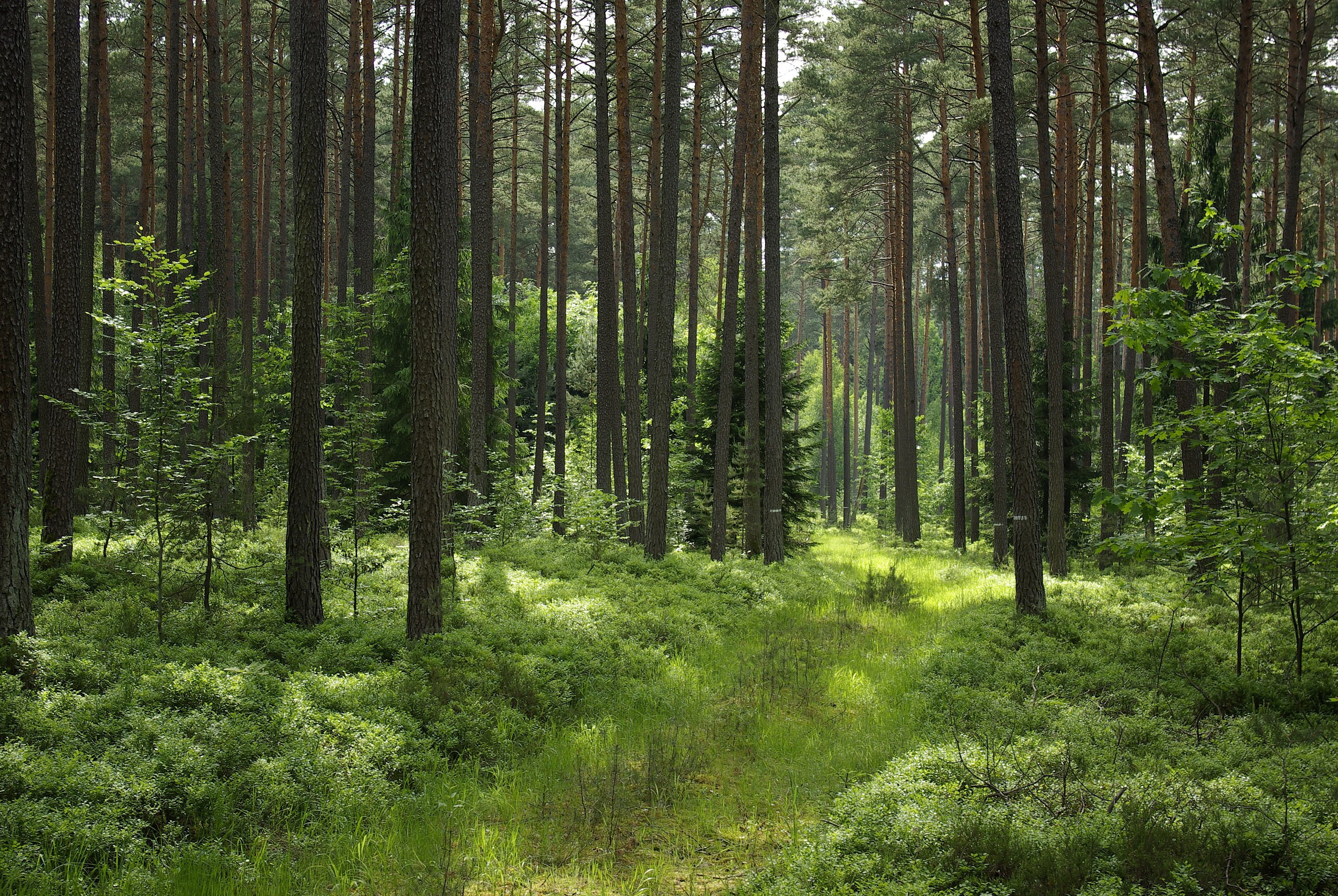File:Pine-Forest in the Spandauer Forst 6.jpg - Wikimedia Commons