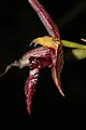 Bulbophyllum cleistogamum