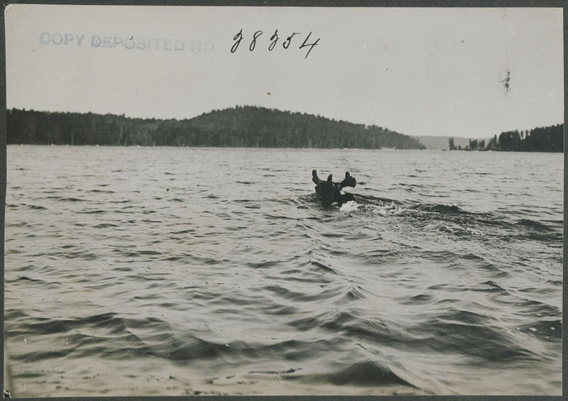 File:Bull moose swimming (HS85-10-28254).jpg