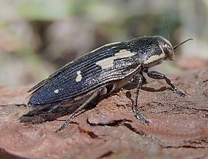 Nine-spotted jewel beetle (Buprestis novemmaculata)