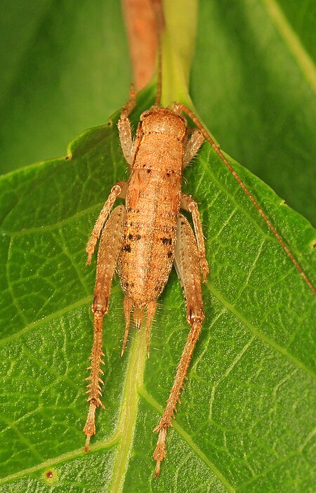 Fail:Bush Cricket Nymph - Hapithinae subfamily, Meadowood Farm SRMA, Mason Neck, Virginia.jpg