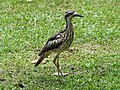 Wilo (Curlew)