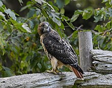 A red-tailed hawk at High Park. The hawk is one of five species of the genus Buteo spotted in the city. Buteo jamaicensis High Park Toronto1.jpg
