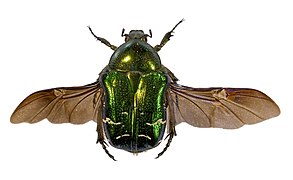 Coleoptera