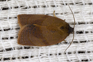 <i>Cacoecimorpha</i> Monotypic genus of tortrix moths