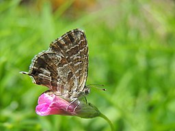 Cacyreus marshalli (37477079731)