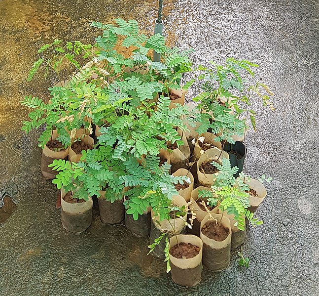 File:Caesalpinia sappan (sappanwood).jpg