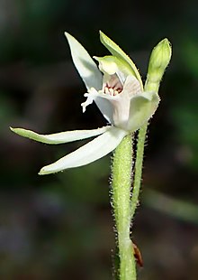 Caladenia chlorostyla kz04 - cropped.jpg 