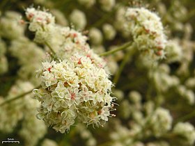 Eriogonum fasciculatum