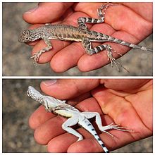 Callisaurus draconoides: Dorsal (top) and ventral (bottom) views Callisaurus draconoides 001.JPG