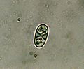 Спора Caloplaca feracissima под микроскопом, x1000