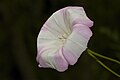 Calystegia Coon Creek.jpg