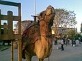 Day 57: Camel in Jericho, Palestine