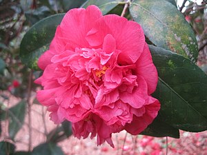 'Ann Blair Brown Variegated'.