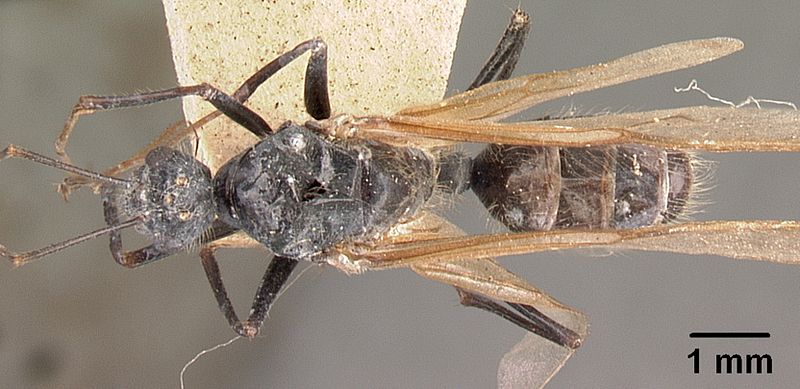 File:Camponotus hildebrandti casent0101981 dorsal 1.jpg