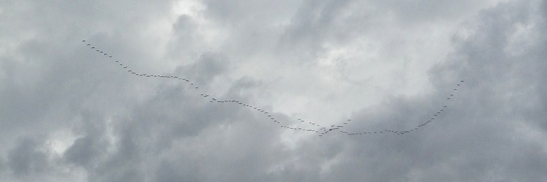 Canada Geese (Branta canadensis)