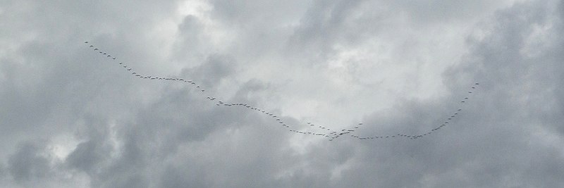 File:Canada Geese (Branta canadensis) - Saskatoon, Saskatchewan 01.jpg