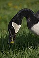 * Nomination Canada Goose at Downsview Park --Fabian Roudra Baroi 02:35, 17 September 2023 (UTC) * Promotion  Support Good quality. --XRay 04:06, 17 September 2023 (UTC)