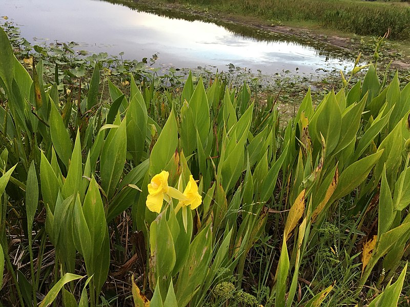 File:Canna flaccida 74765072.jpg