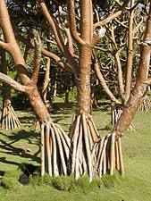 Tronco e raízes de Pandanus.