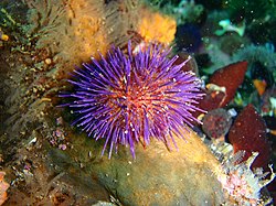 Cape urchin at Partridge Point P7190547.JPG