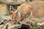 Miniatuur voor Bestand:Caracal caracal -Toronto Zoo, Ontario, Canada-8b.jpg