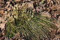 Carex humilis