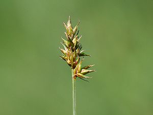 Pairas sedge (Carex pairae)