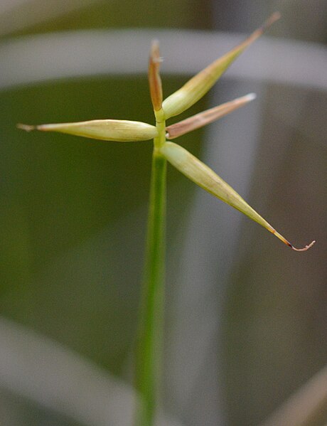 File:Carex pauciflora 01.jpg