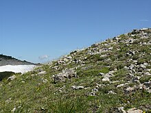 "Caricetum firmae" community in the Austrian Allgauer Alpen, including species such as Carex firma, Chamorchis alpina, Dryas octopetala, Gentiana clusii and Primula auricula Caricetum firmae 250708.jpg