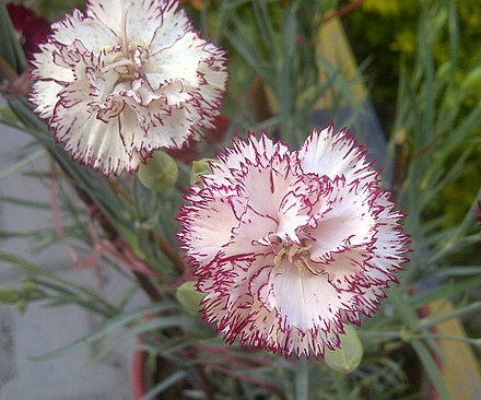 Цветок гвоздики какой. Садовая гвоздика (Dianthus caryophyllus). Гвоздика Шабо Пикоти. Гвоздика Садовая Шабо. Гвоздика Садовая Шабо фантазия.