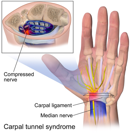 Anatomy of the Carpal Tunnel