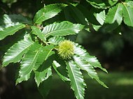 List pravega kostanja (Castanea sativa) je pernato mrežasto žilnat.