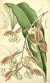 Catasetum fimbriatum plate 7158 in: Curtis's Bot. Magazine (Orchidaceae), vol. 117, (1891)