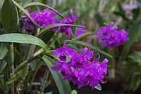 Cattleya bowringiana в оранжереї орхідей