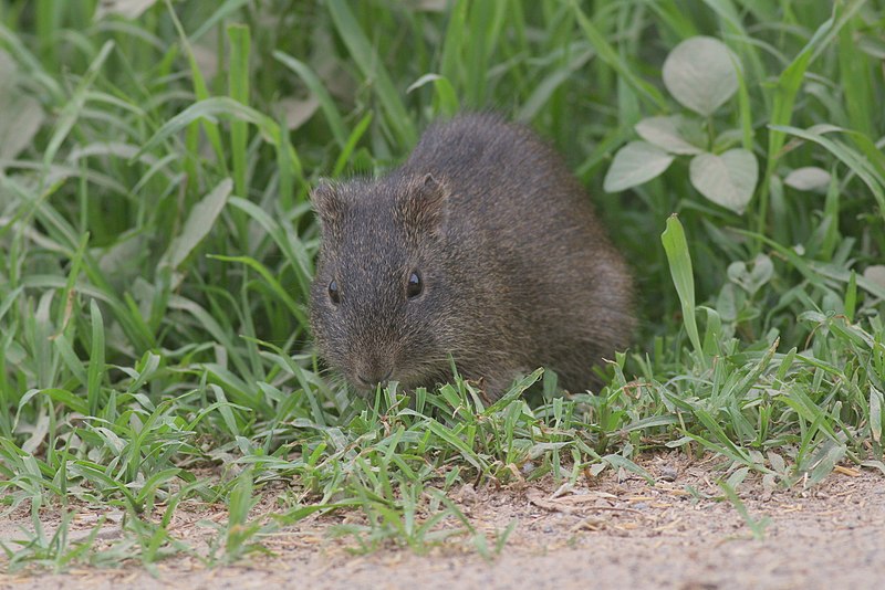 File:Cavia aperea 113365054.jpg