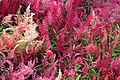 Celosia wool flower from Lalbagh Garden, Bangalore, INDIA during the Annual flower show in August 2011.