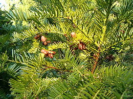 Japán áltiszafa (Cephalotaxus harringtonia)