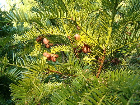 Cephalotaxus