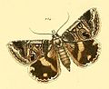 Cerocala vermiculosa - illustration of type 1858.jpg